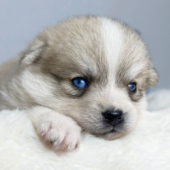 Pomsky- pomsky kék szemű, törpe és mini