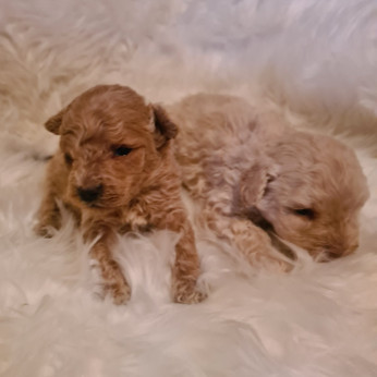 Maltipoo kölykök