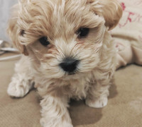 Prémium maltipoo kiskutya