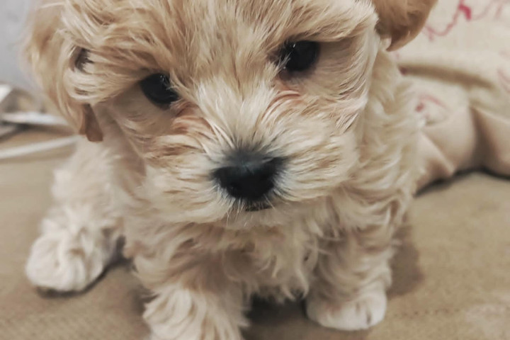 Prémium maltipoo kiskutya