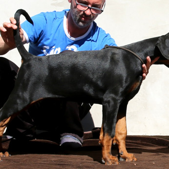 DOBERMANN