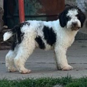 Lagotto Romagnolo eladó