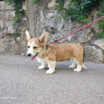 Pembroke walesi corgi kölykök