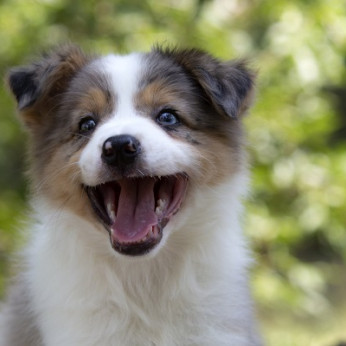 Border collie - Border collie, kölykök