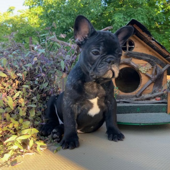 Francia bulldog kölykök