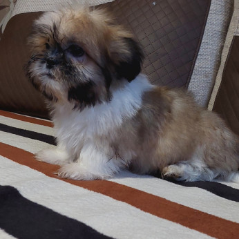 Shih-tzu babák Eladók!