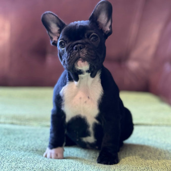 Franciai Bulldog – Kiváló kölyökkutyák