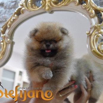 Pomeranian Boo kiskutyák