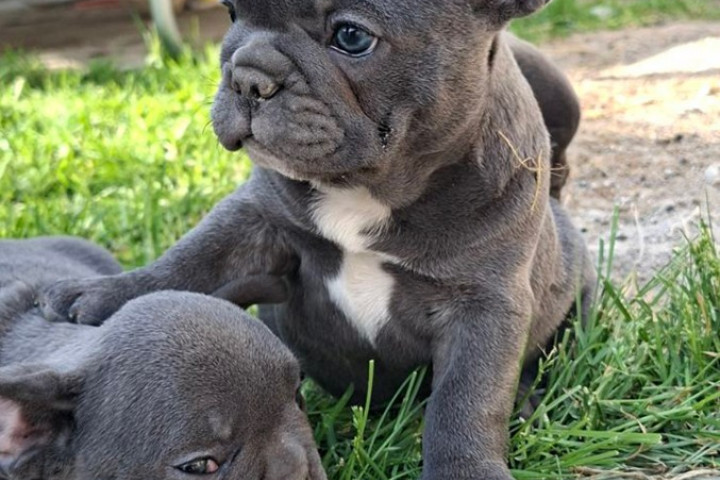 Francia bulldog sky blue kölykök