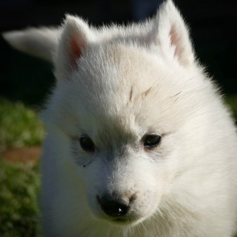 Szibériai husky kölykök