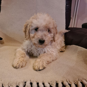 Goldendoodle kölykök