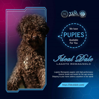 Lagotto Romagnolo – Ideal Dale tenyészetből