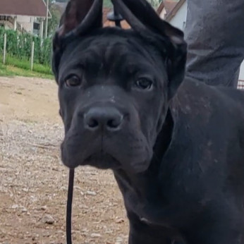 Cane Corso kölykök