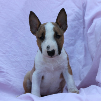 Mini Bull Terrier – Gyönyörű kölykök