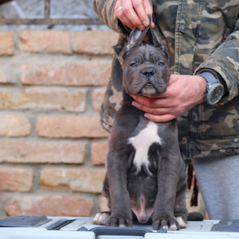 Cane Corso kiskutyák eladók