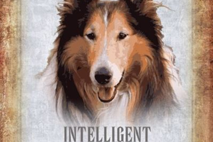 Hosszúszőrű collie kölykök háromszínű és fekete színben
