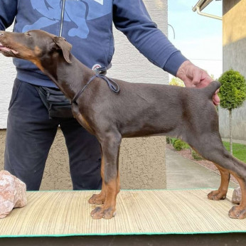 Doberman kölykök
