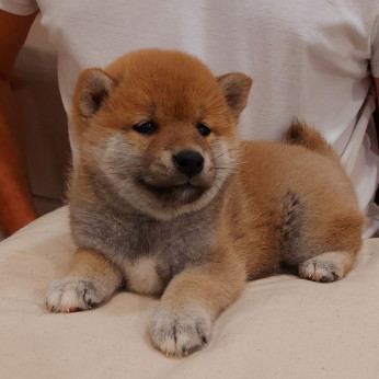 Shiba inu kölykök
