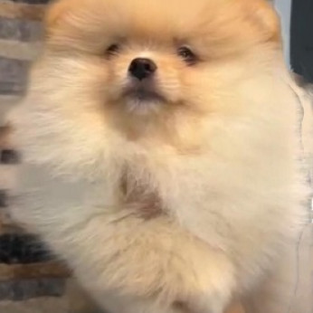 Pomerániai, gyönyörű kiskutyák