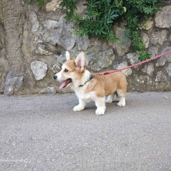 Pembroke walesi corgi kölykök