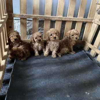 Toy Uszkár (Poodle)