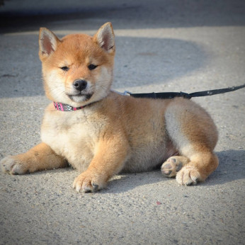 Shiba Inu kölykök