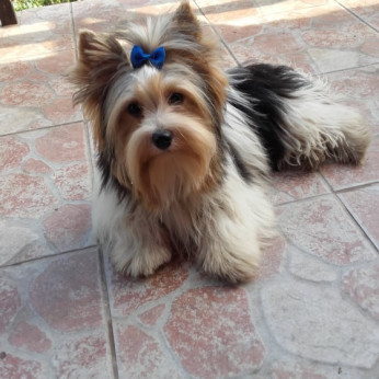 Biewer yorkshire yorki CSOKI mini kisfiú gazdit keres!