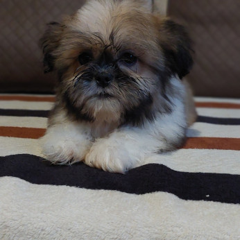 Shih-tzu babák Eladók!