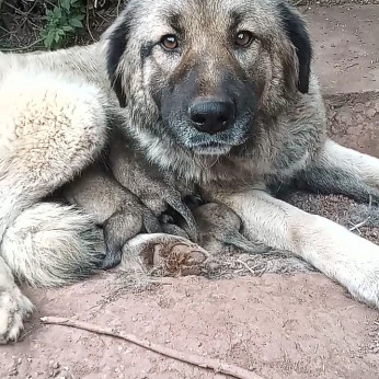 Sarplaninac kiskutyák eladók!