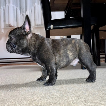 Francia bulldog kölykök