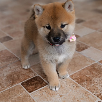 Shiba inu kölykök