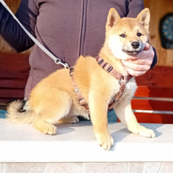 Shiba inu kiskutya