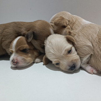 Havannai bichon – gyönyörű kiskutyák eladók