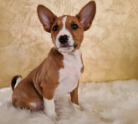 Basenji kölykök