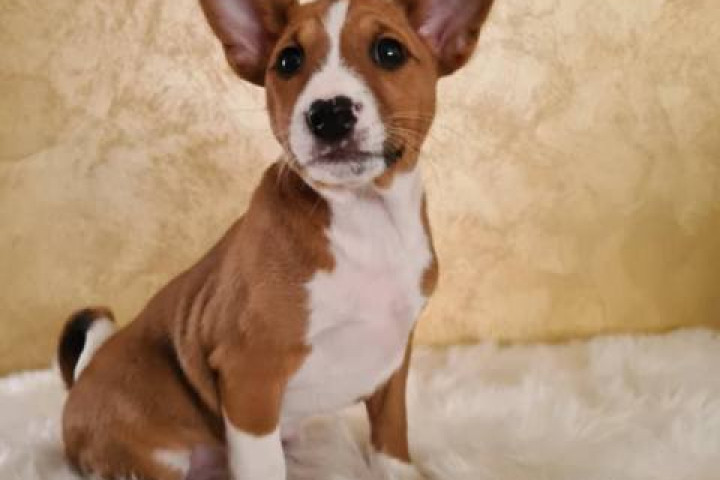 Basenji kölykök