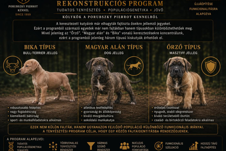 Szelindek és bull-terrier tipusú kiskutyák eladók