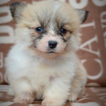 Welsh Corgi Pembroke kölykök