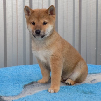 shiba inu