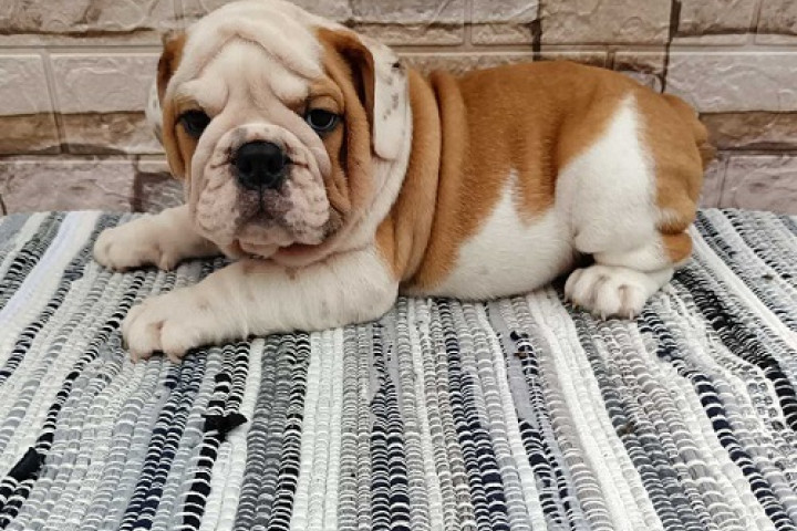 Angol bulldog