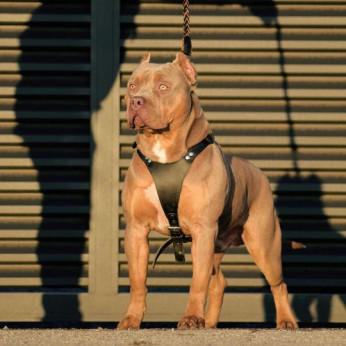 Amerikai Bully / Pit Bull Terrier kölykök