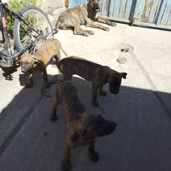 Presa Canario kiskutyák eladók