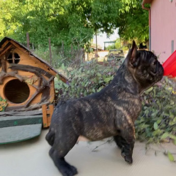 Francia bulldog kölykök