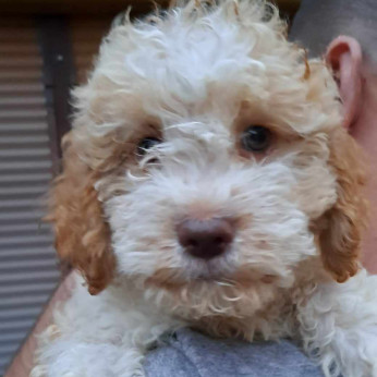 Lagotto Romagnolo kölykök