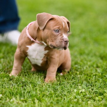 American Bully kiskutyák eladók