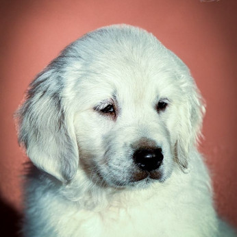 Arany Retriever Gyönyörű Kölykök