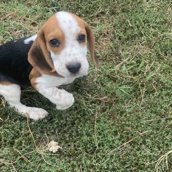 Beagle kiskutyák eladók