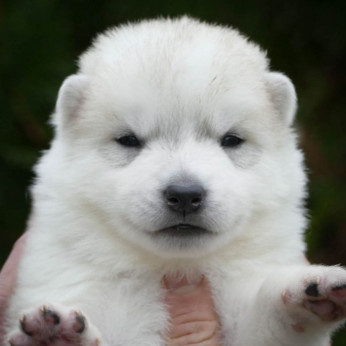 szibériai husky kölykök