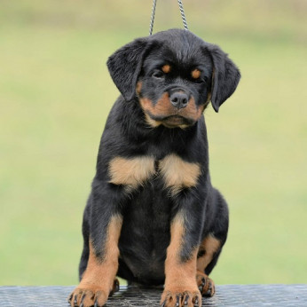 Rottweiler kölykök, alom