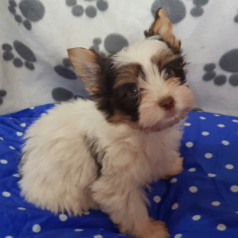 Biewer yorkshire yorki kisfiúk 2 x oltva gazdit keresnek!