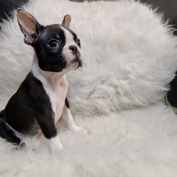 Boston terrier baby eladó.